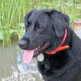 Thanh from Lake Grove | Man | 52 years old | Aries